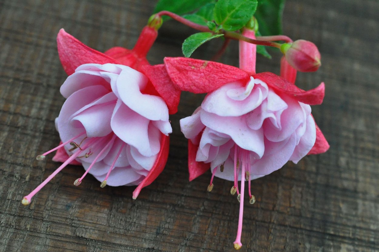 Фуксия вдовий цветок