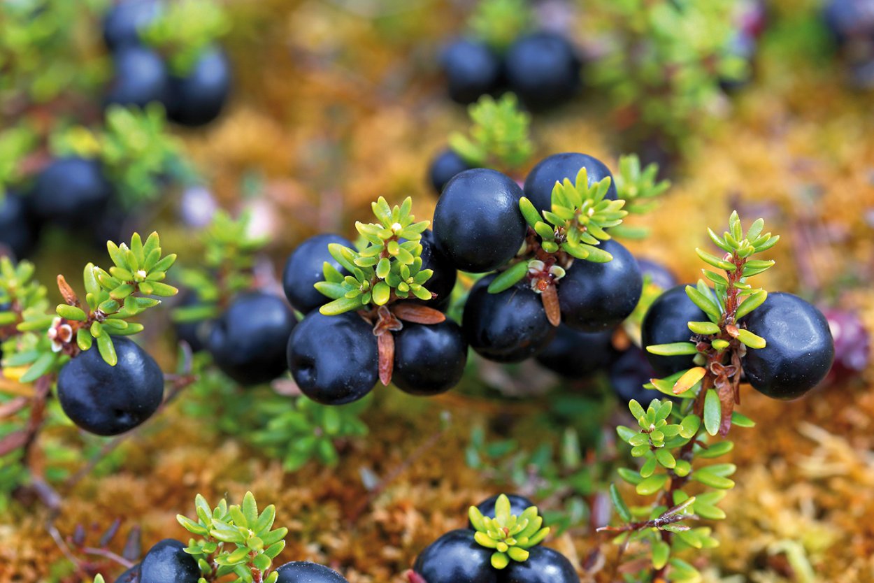 Черная ягода в Сибири