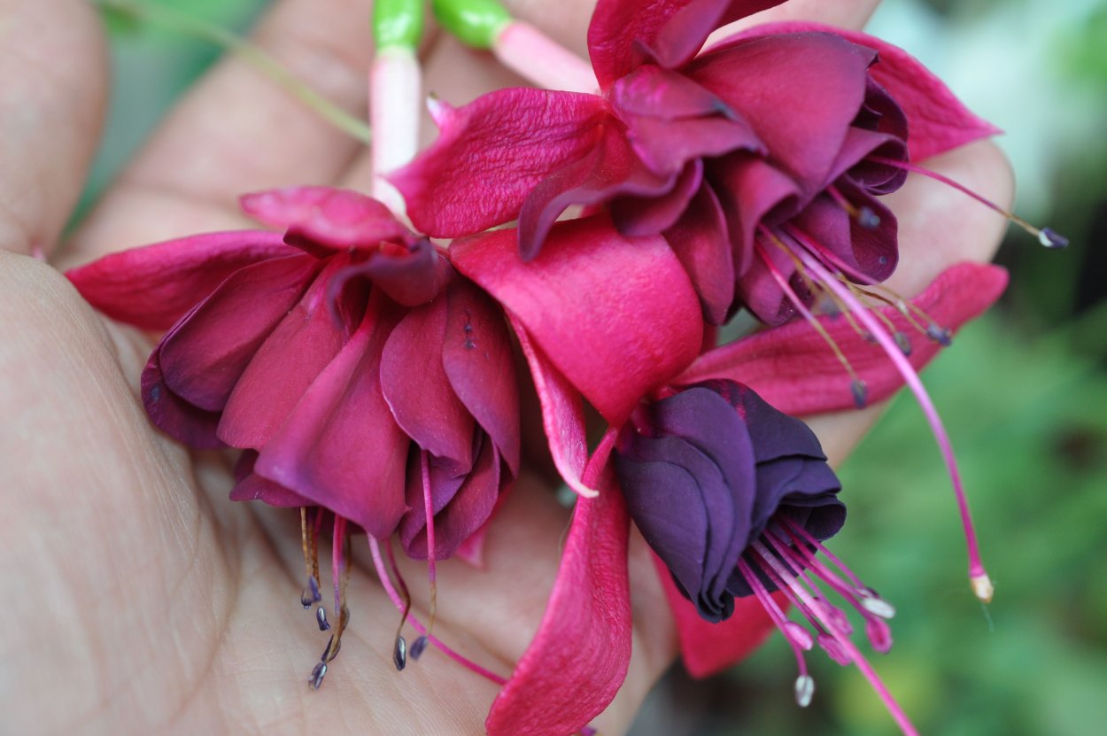 Фуксия Jomi Hemschoote