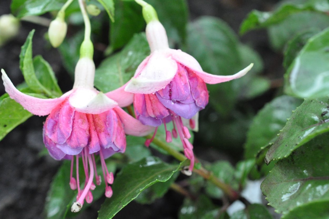 Фуксия полуампельная