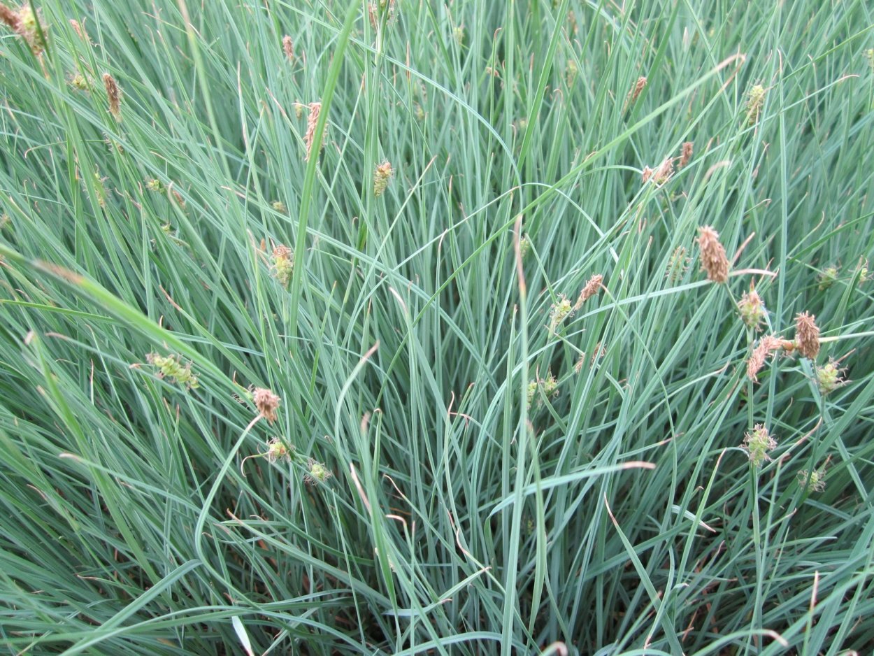 Carex panicea Pamira