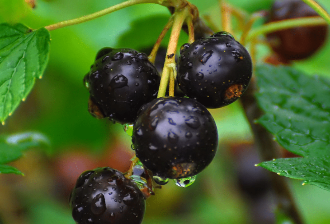 Смородина Геркулес