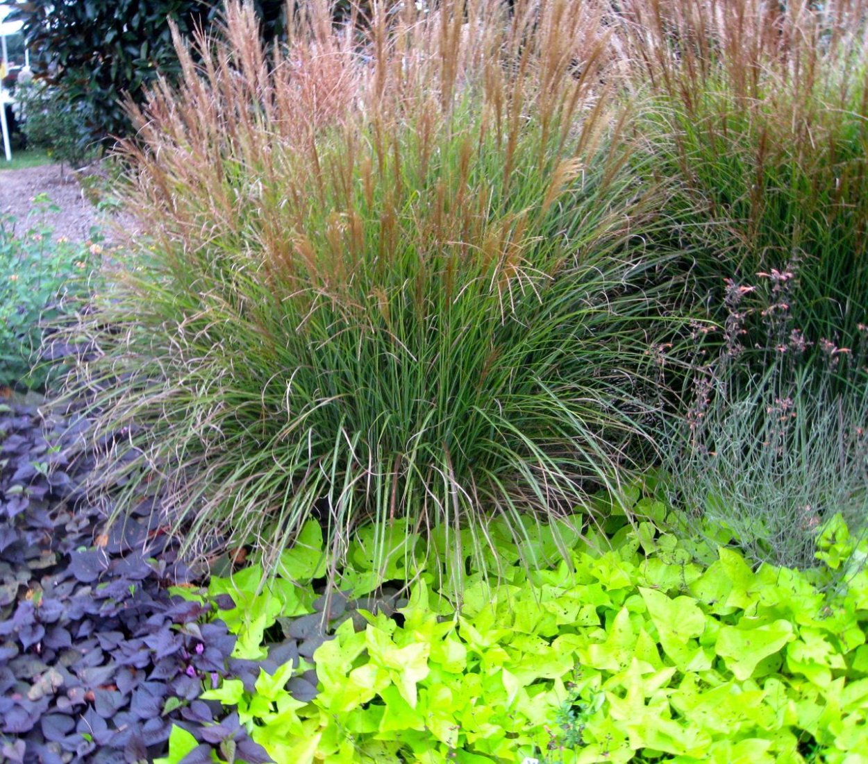 Осока мискантус