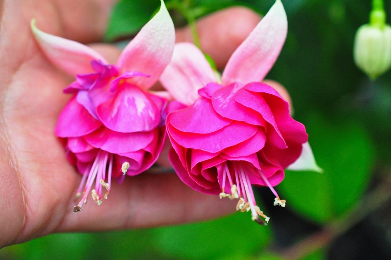 Фуксия Ronny Bogaert