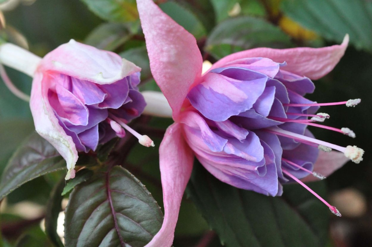 Фуксия Drama girl