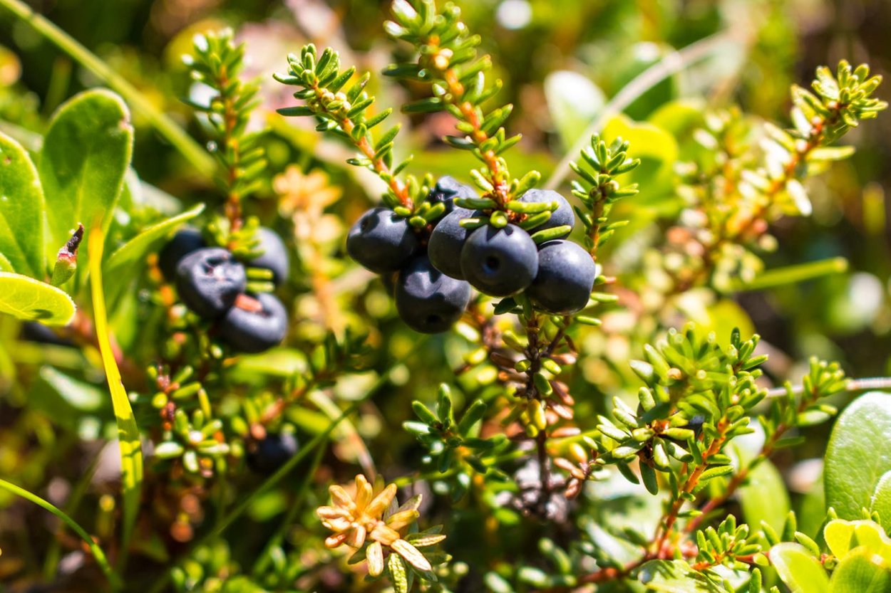 Шикша- водяника, вороника