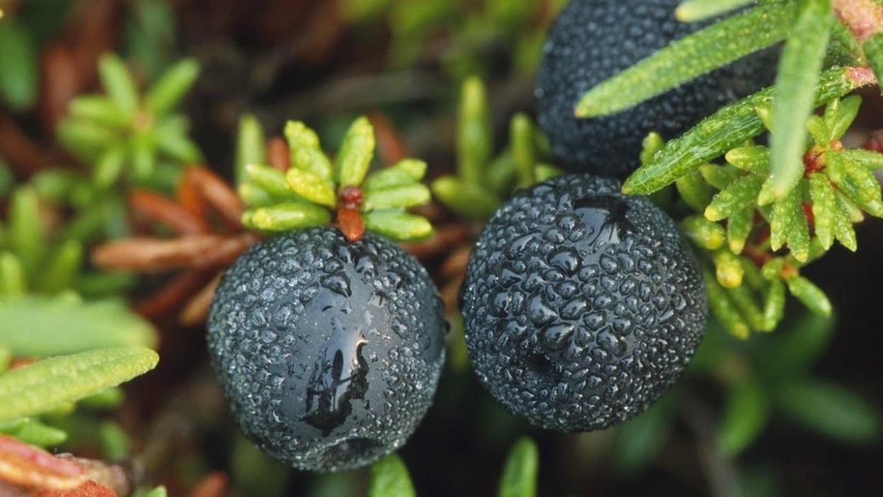 Шикша Сибирская