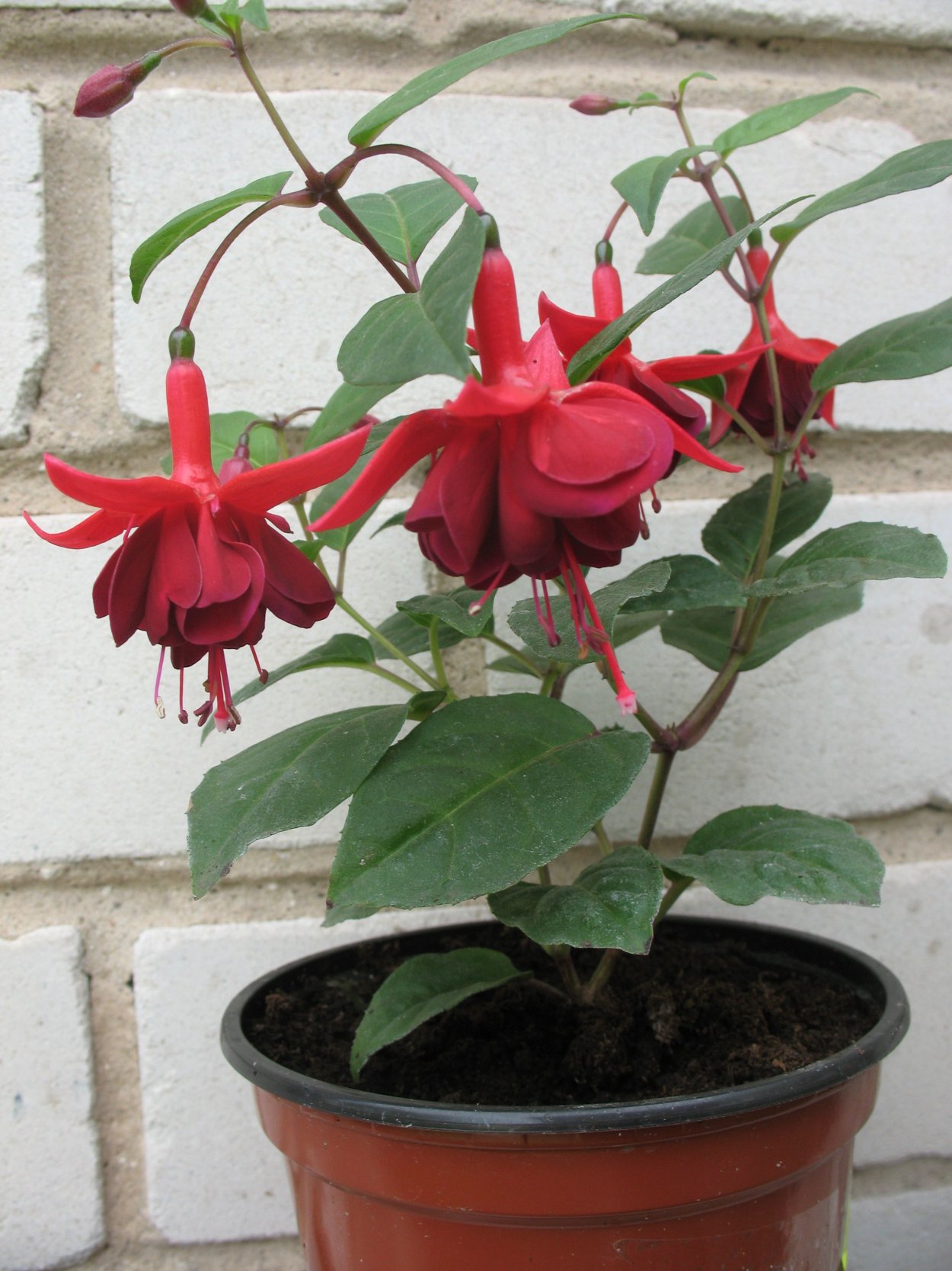 Фуксия Ben s Ruby