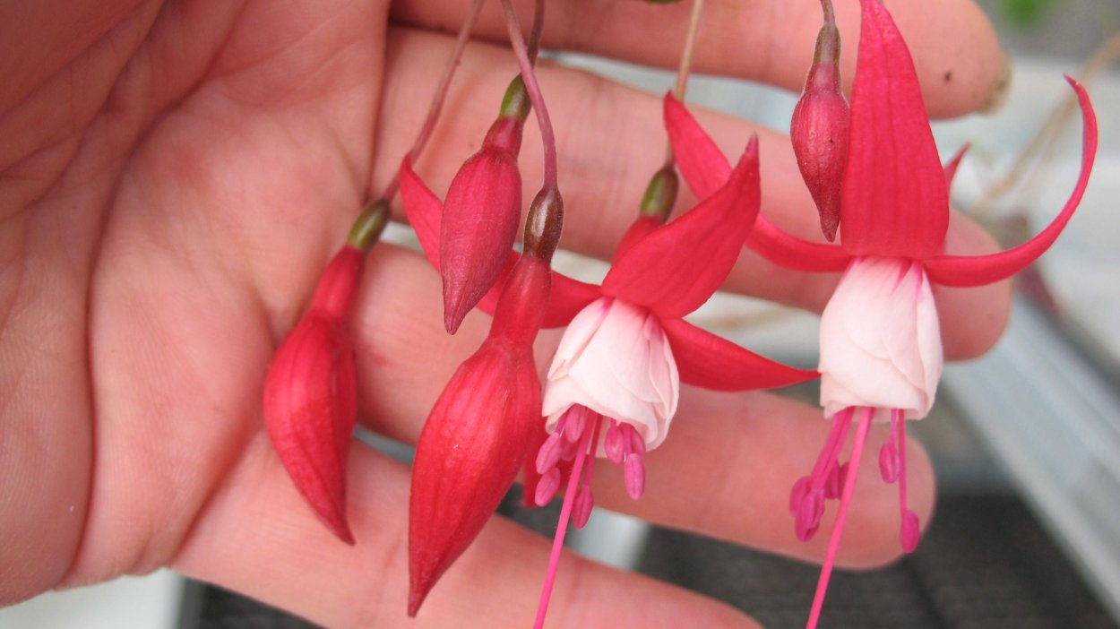 Фуксия Madame Cornelissen