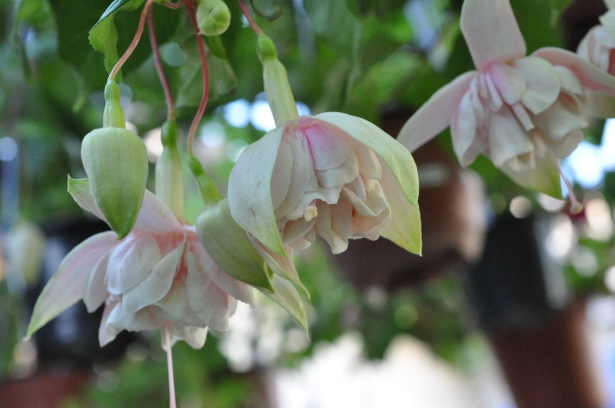 Фуксии сосульки