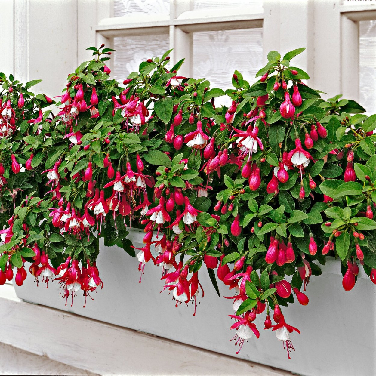 Фуксия ампельная