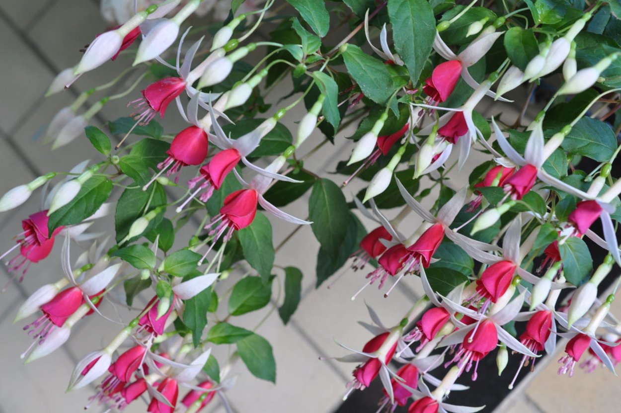 Фуксия ленд Ван Беверен