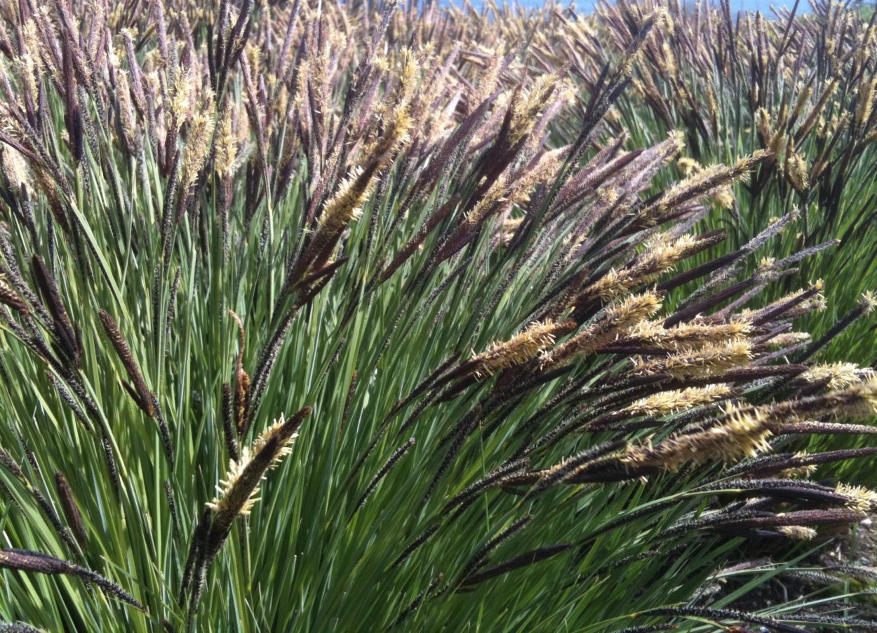Осока большехвостая