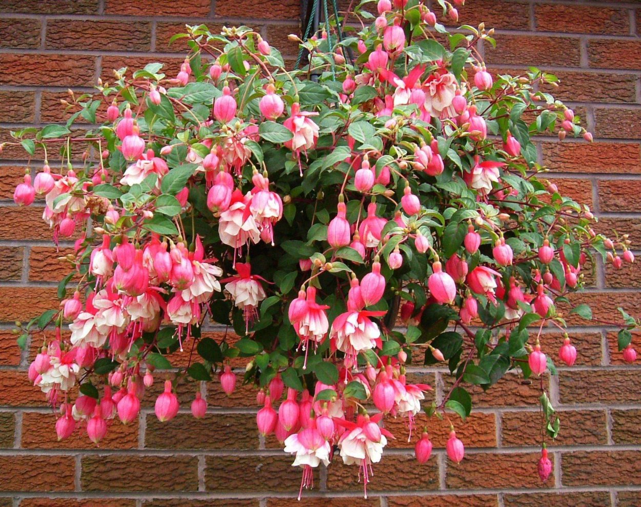 Фуксия Миллениум ампельная