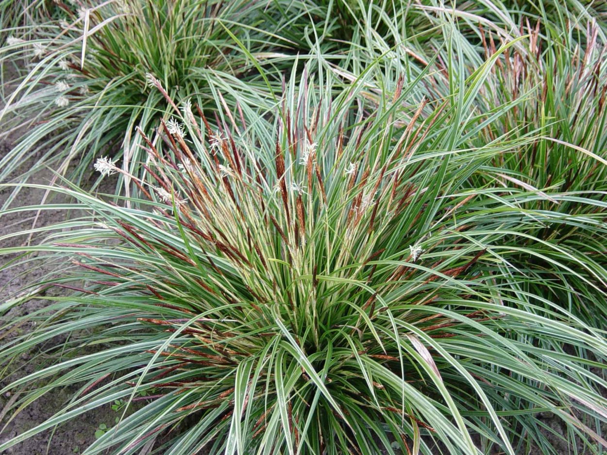 Осока Моравская Вариегата