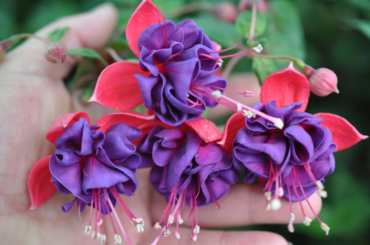 Фуксия Dark Eyes