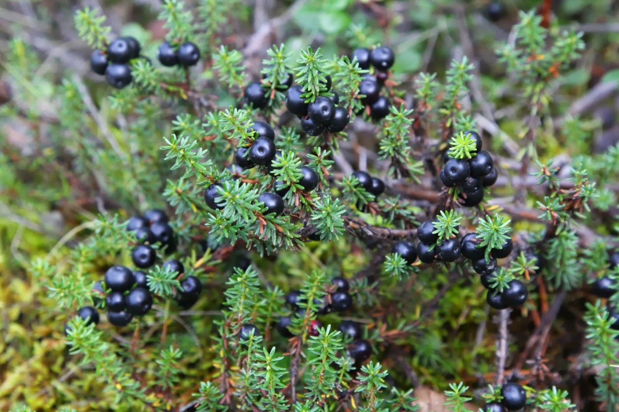 Приморская Тундровая шикша