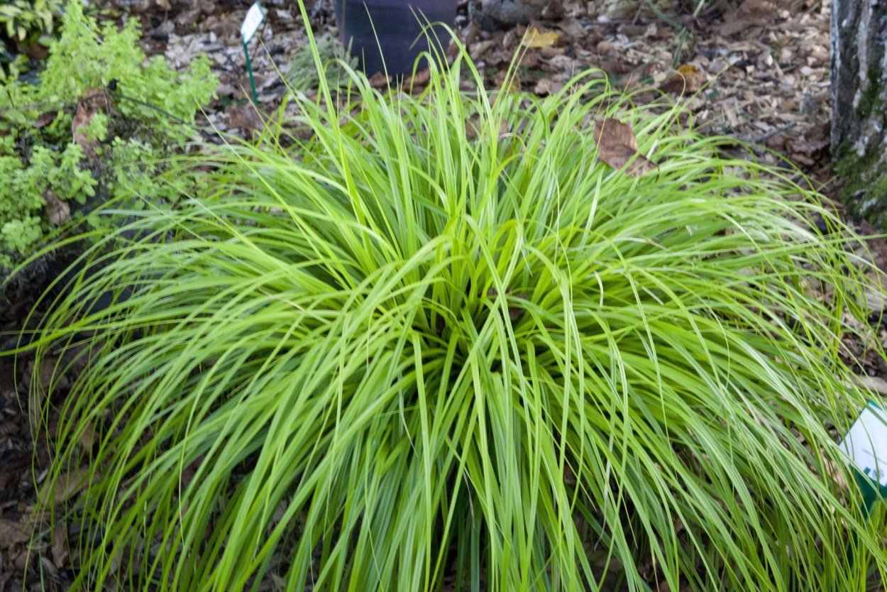 Осока Carex oshimensis Evergold