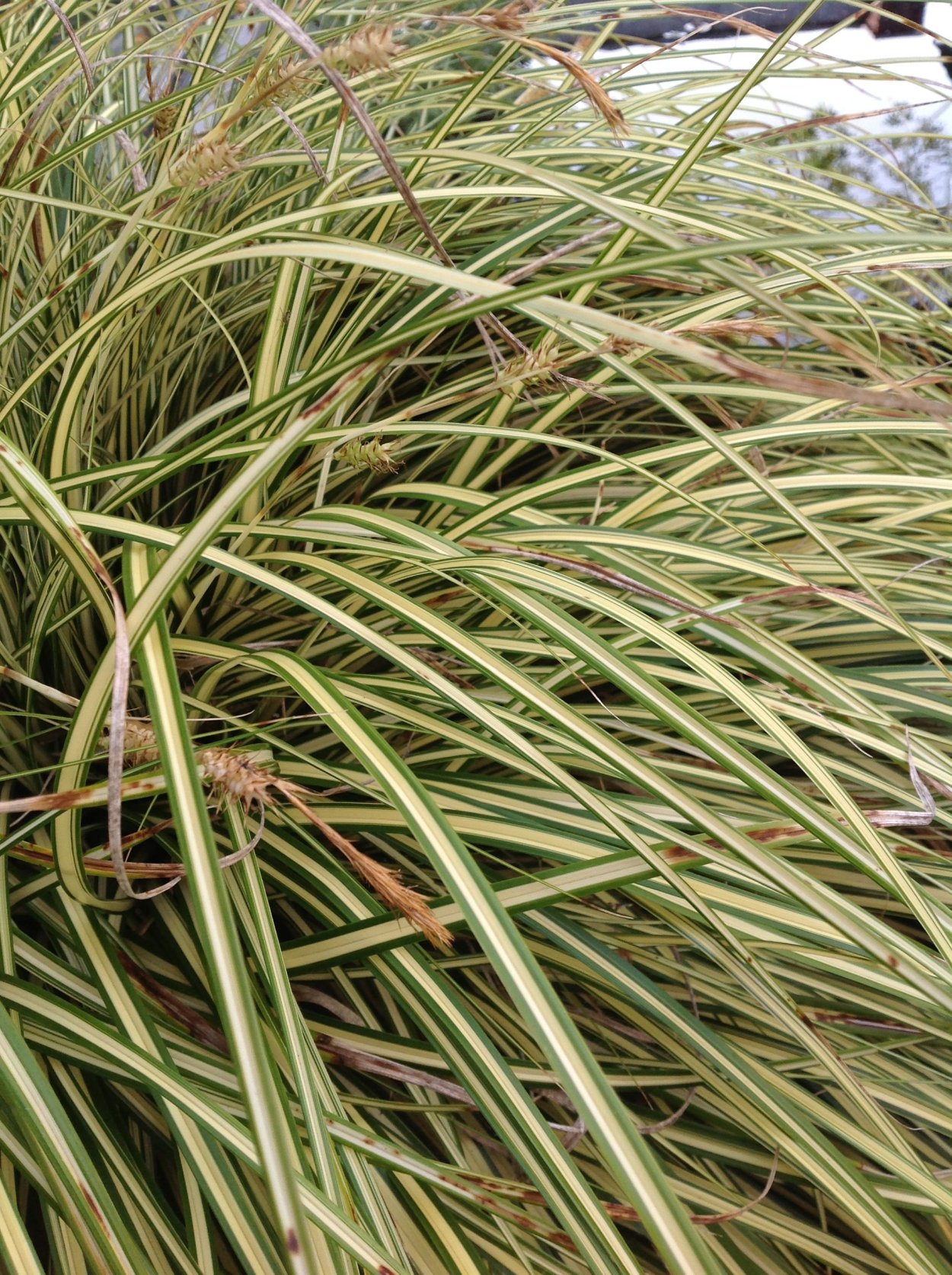 Осока охименская Evergold