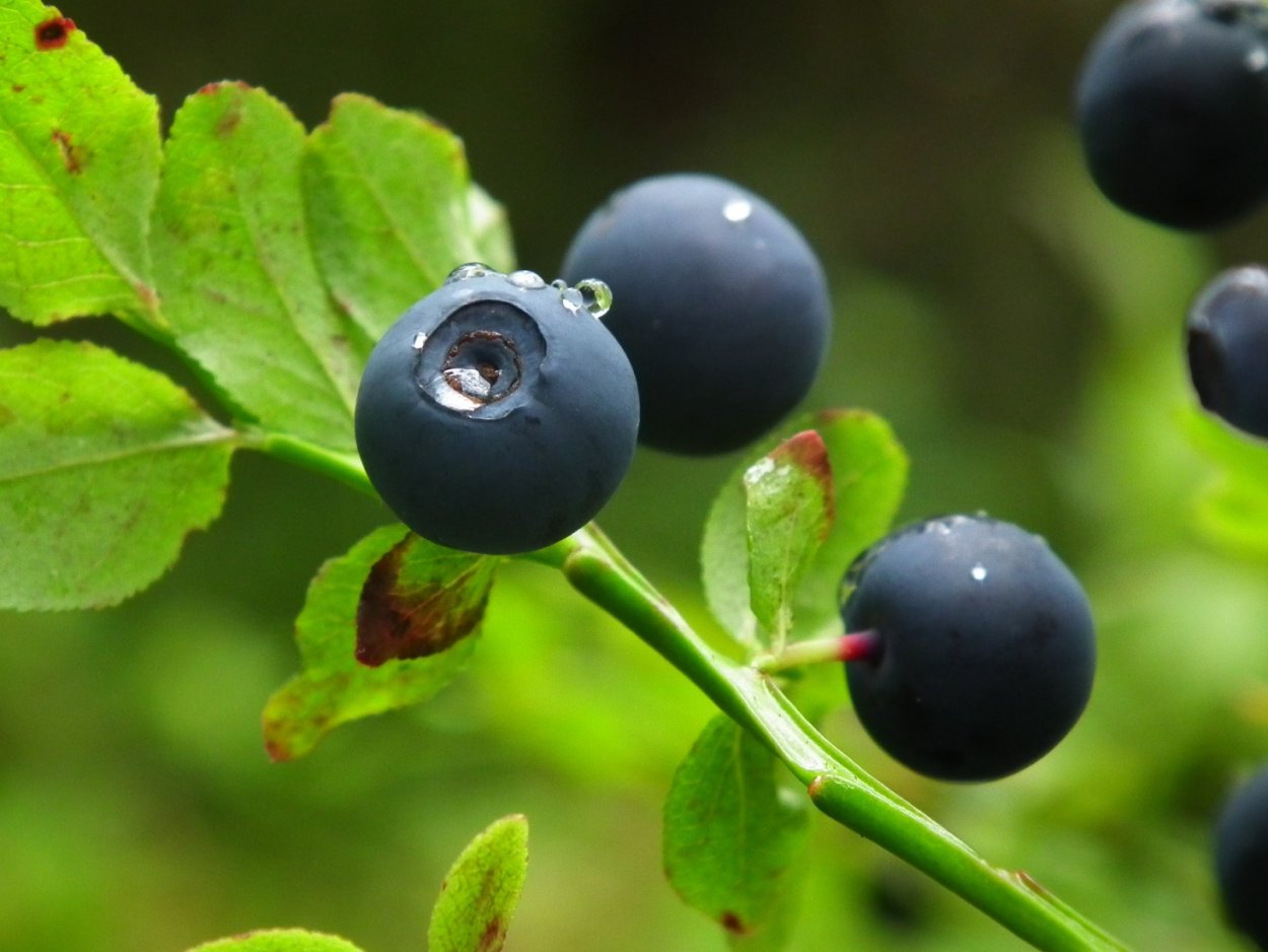 Черника (Vaccinium myrtillus)