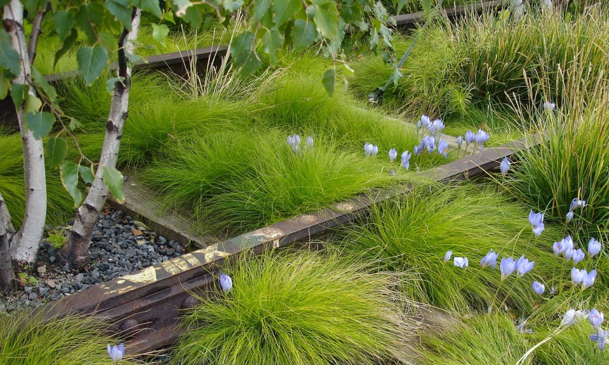 Осока в ландшафте