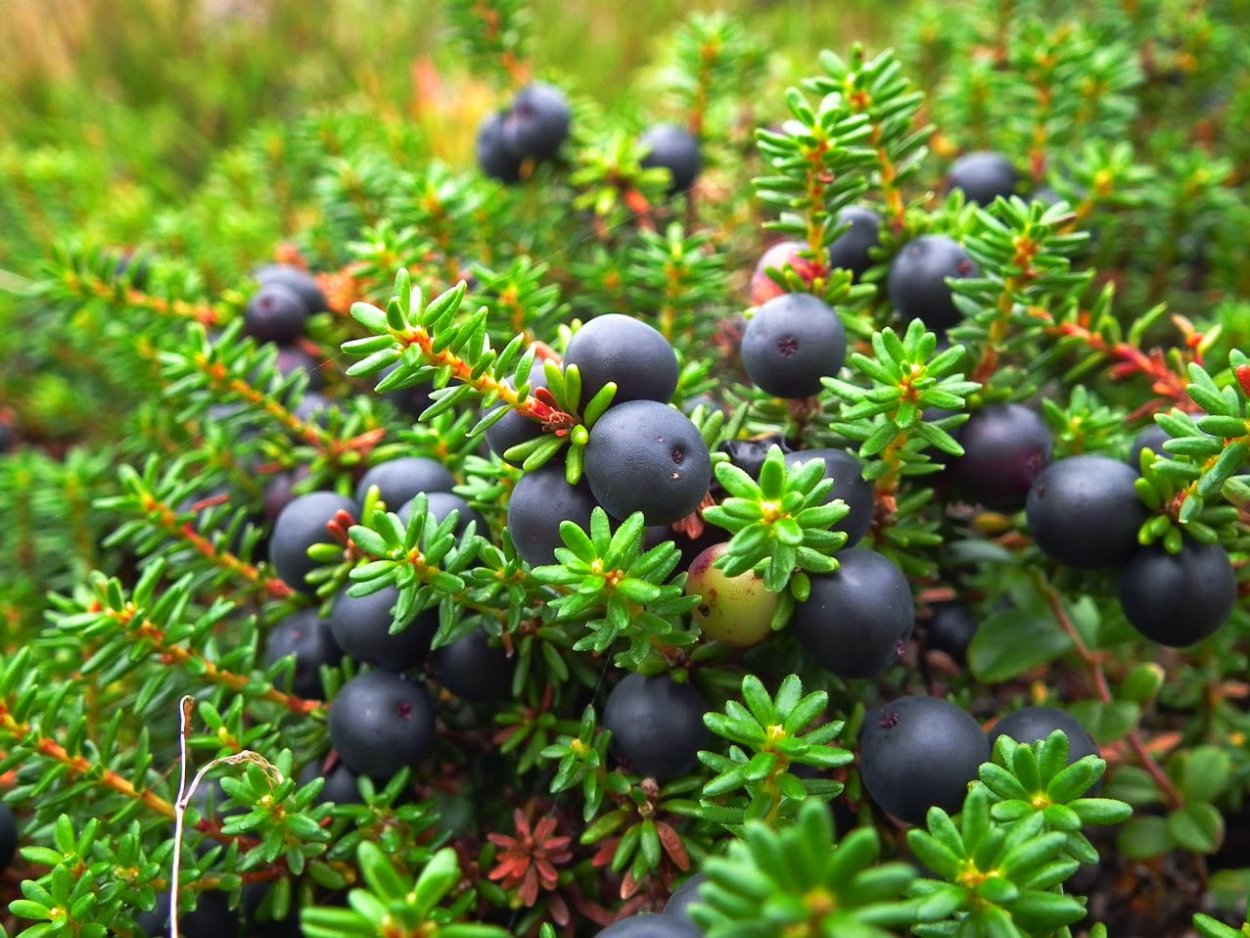 Водяника черная шикша вороника