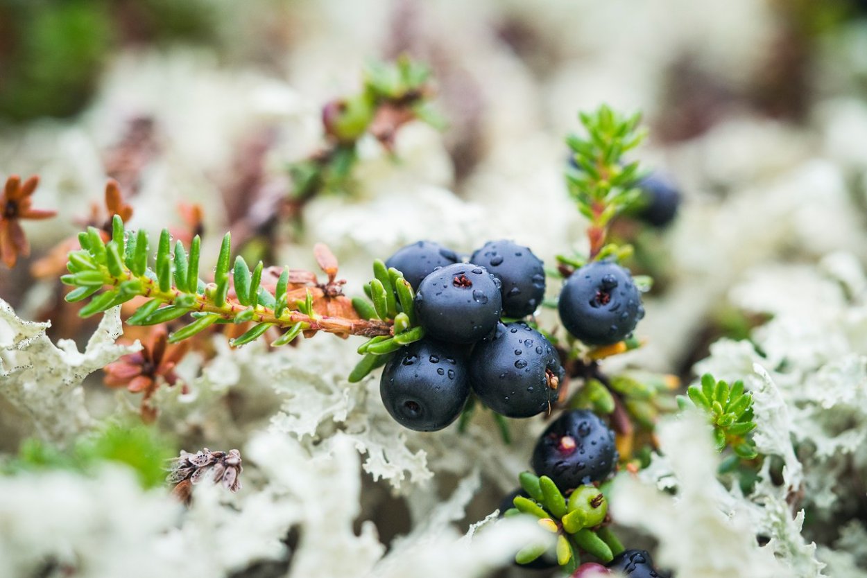 Вороника шикша