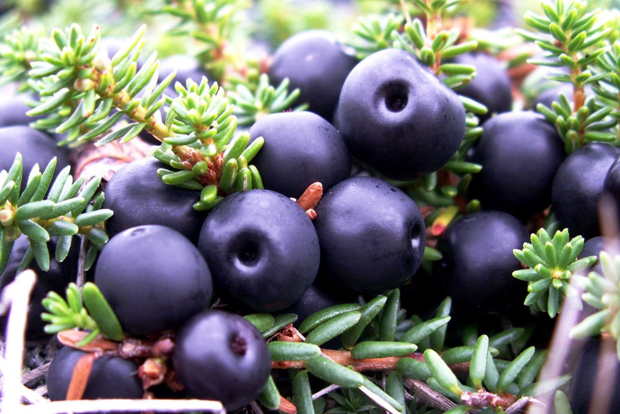 Шикша водяника Сибирская