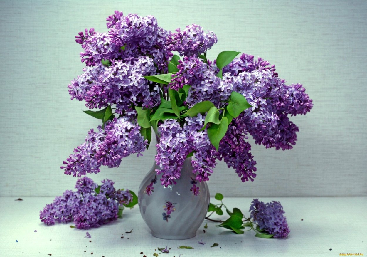 Фиалка Амурская сирень
