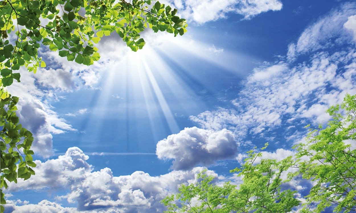 Растение под солнцем