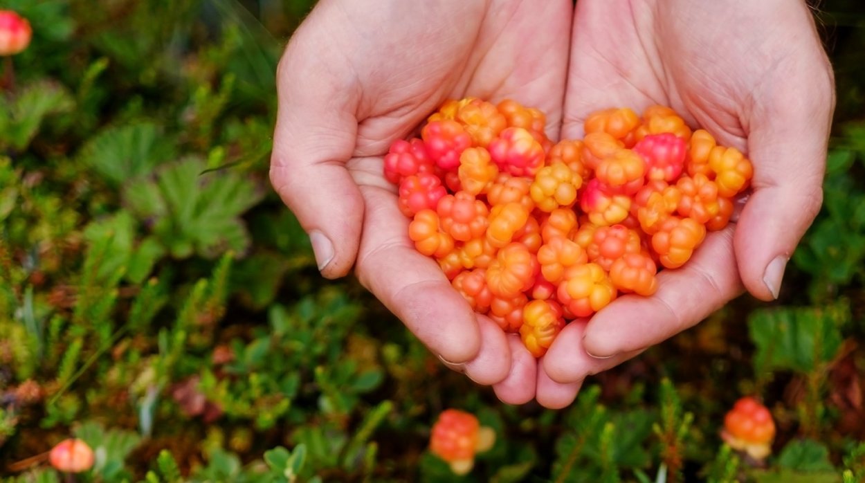 Лесные ягоды Морошка