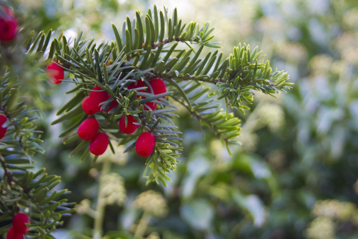 Зимние ягоды