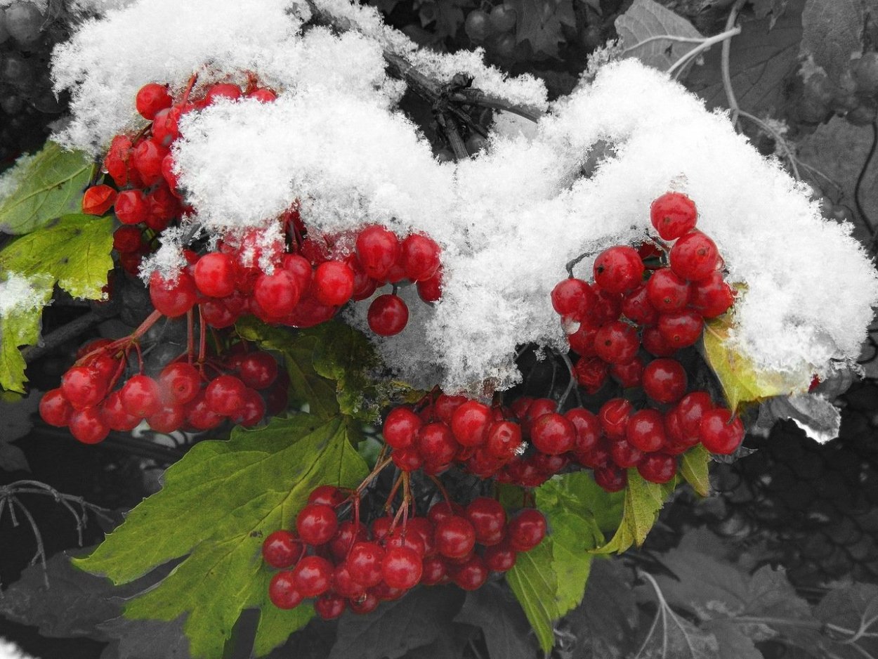 Рябина под снегом