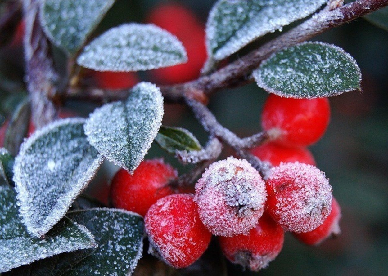 Зимняя рябина