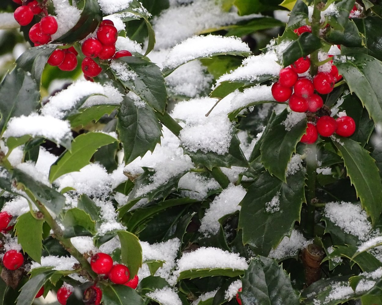 Яблоки на снегу