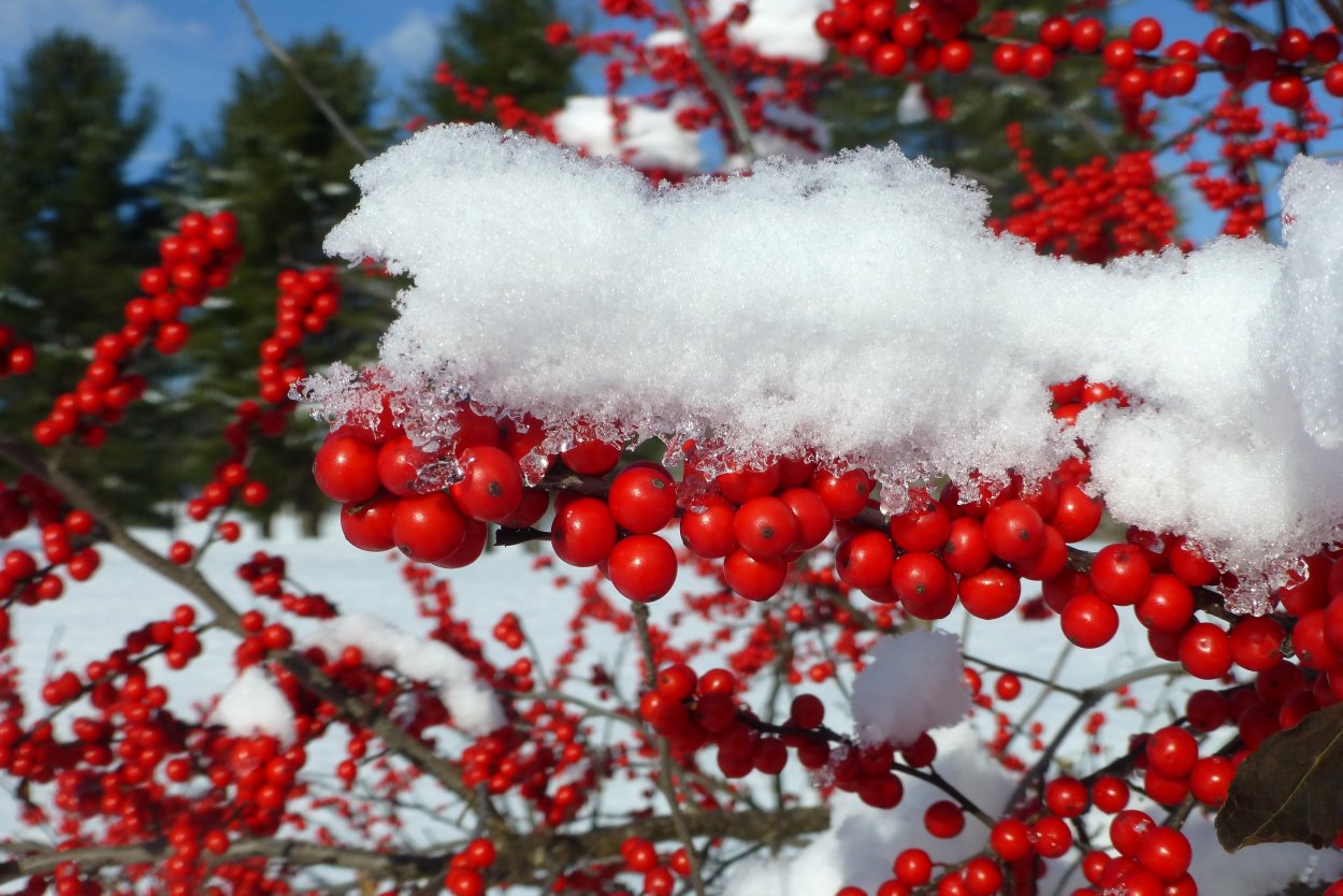 Рябина обыкновенная зима