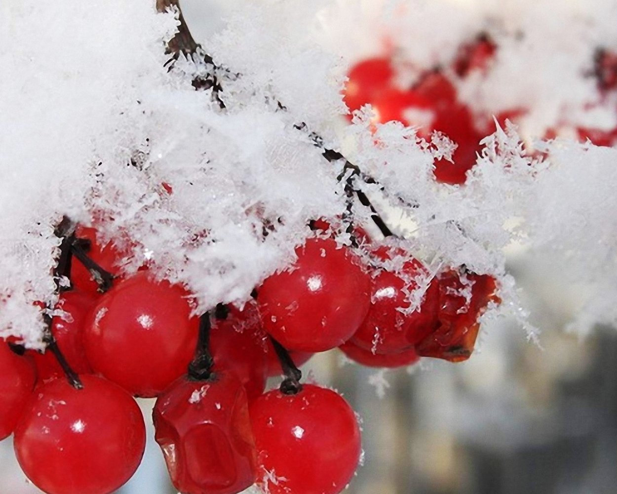 Калина (Viburnum) зимой