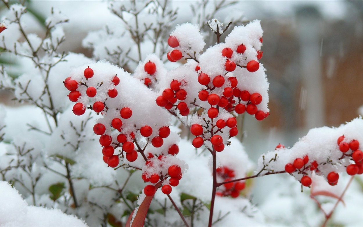 Рябина зимой