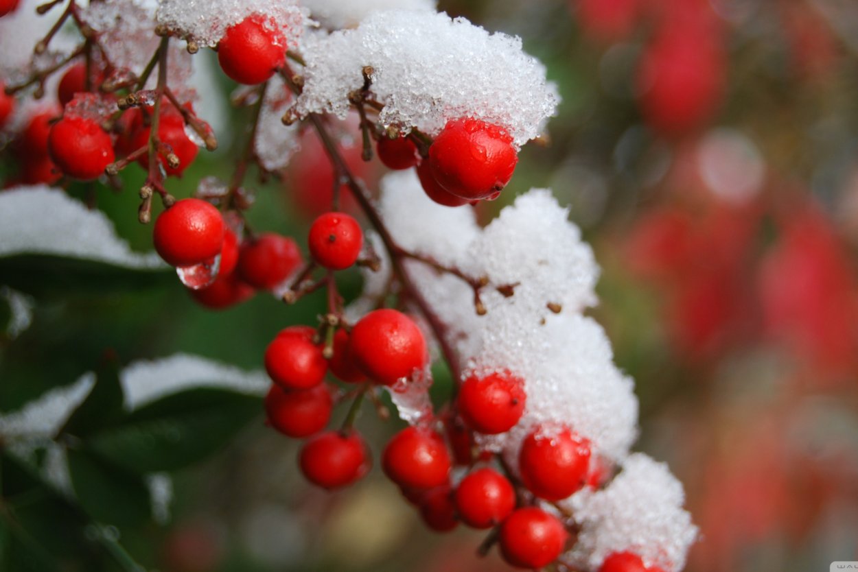 Рябина в снегу