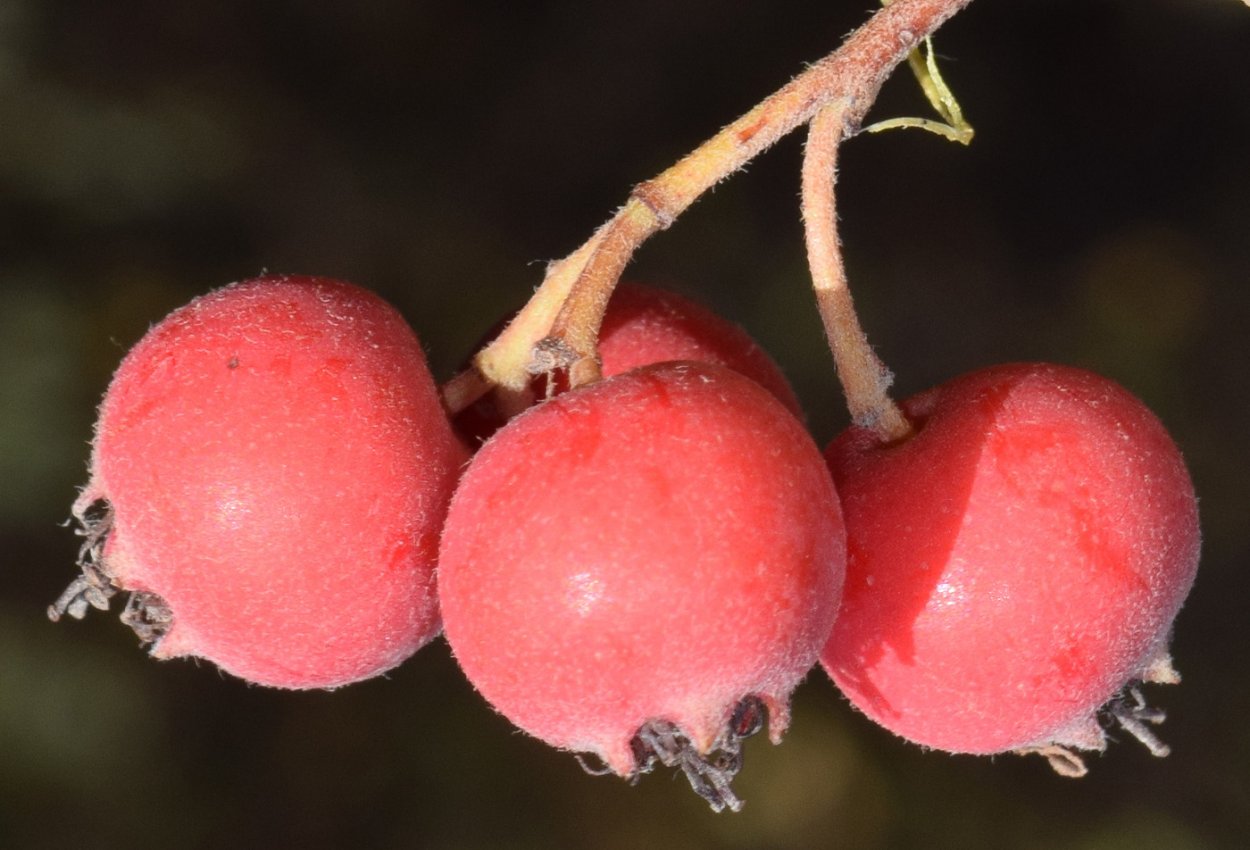 Rosaceae плоды