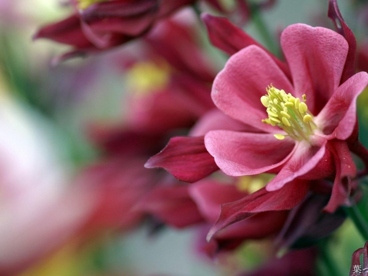 Дневные цветы