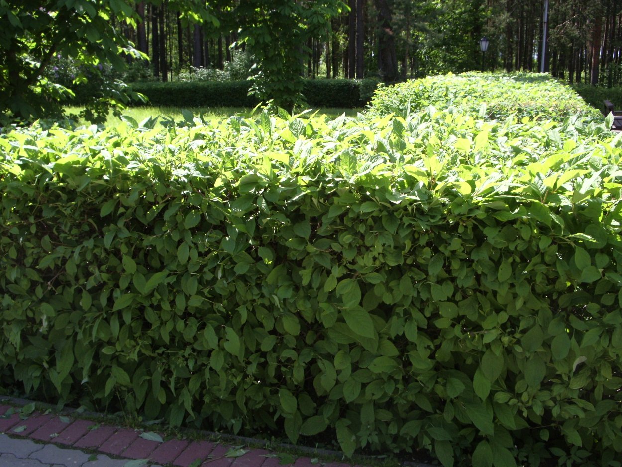 Жимолость Живая изгородь