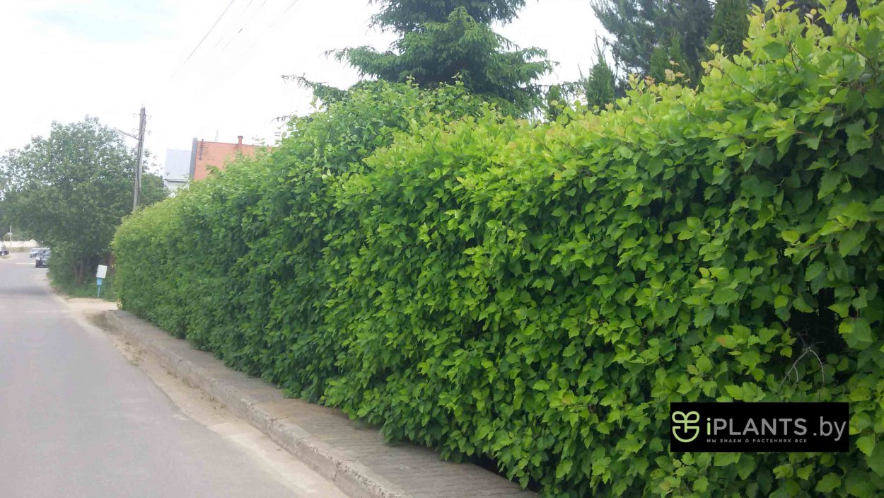 Жимолость каприфоль Живая изгородь