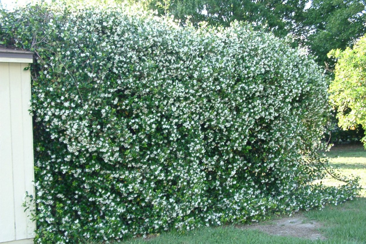 Чубушник Гном изгородь