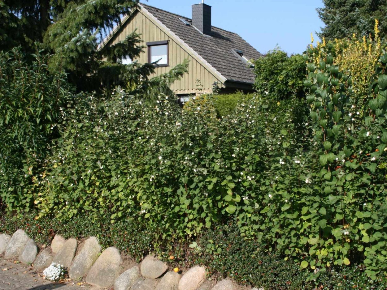 Снежноягодник спирея Вангутта