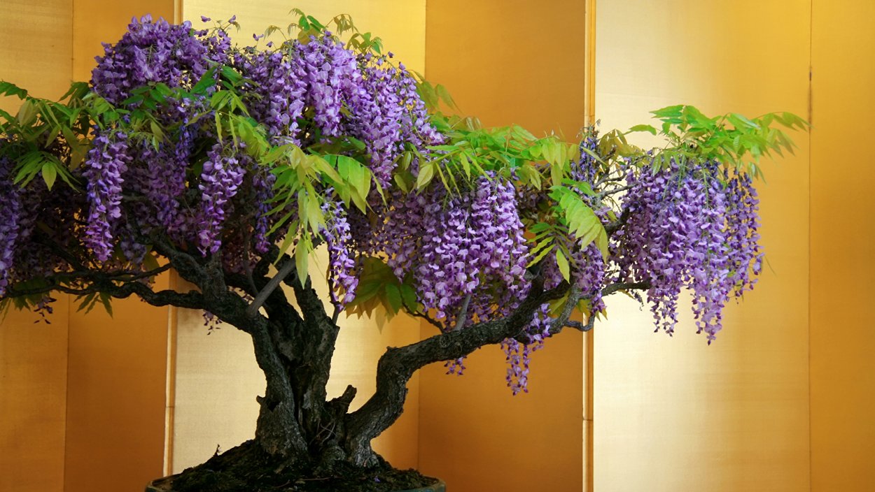 Растения для дома