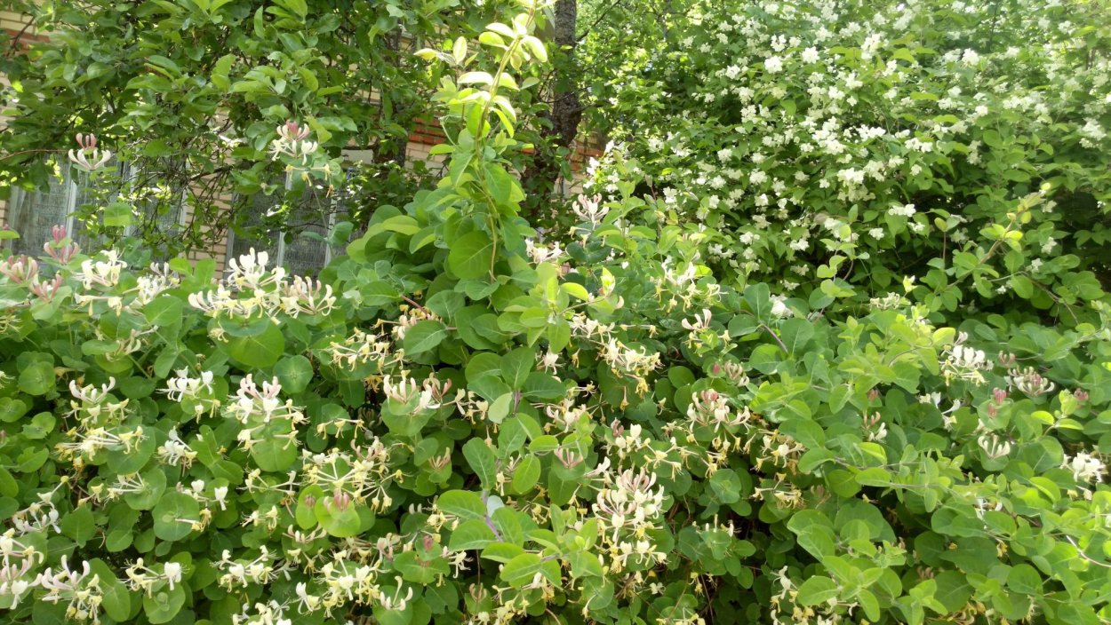 Жасмин Живая изгородь