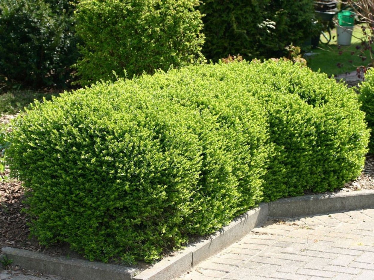 Жимолость каприфоль изгородь