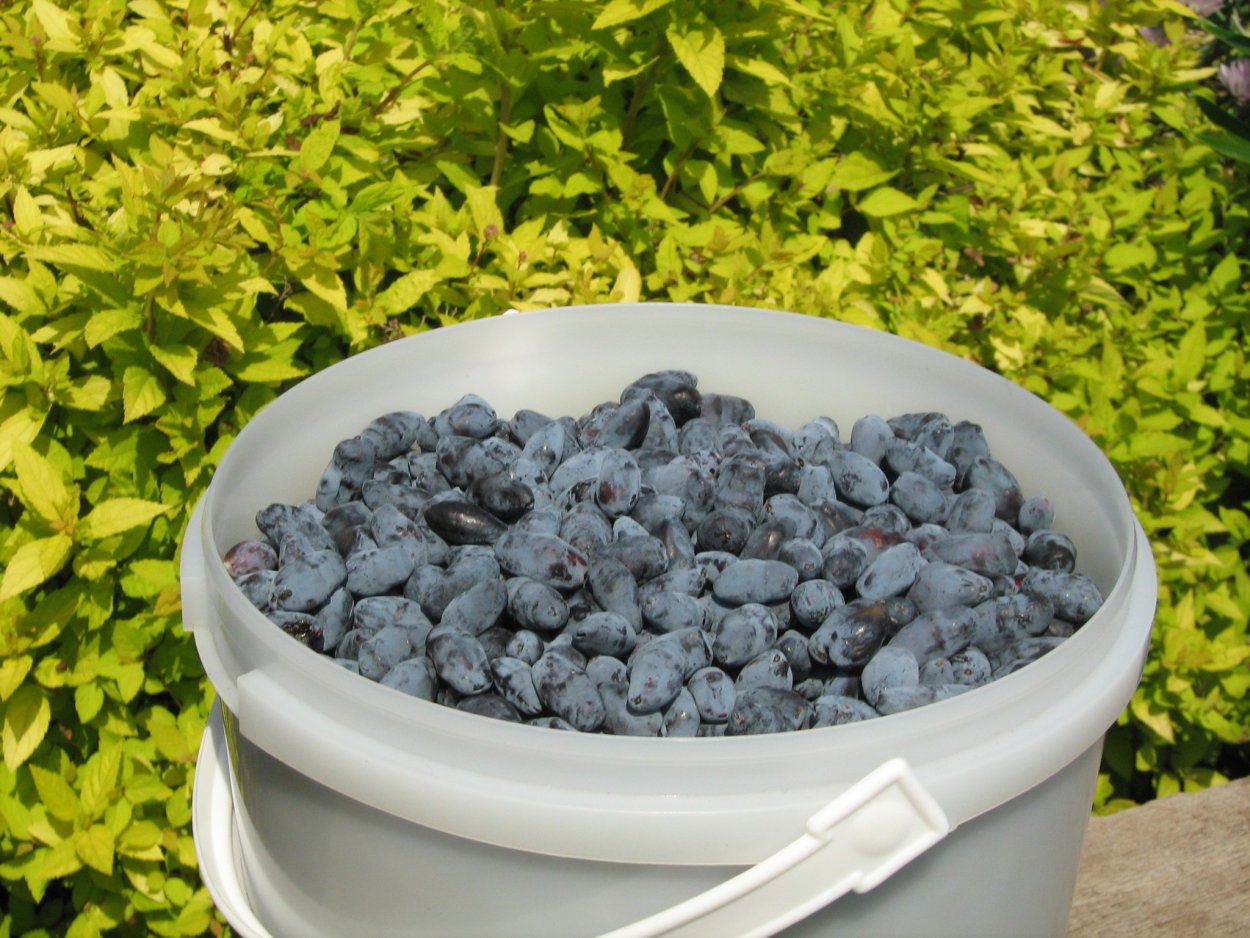 Жимолость Вьюн