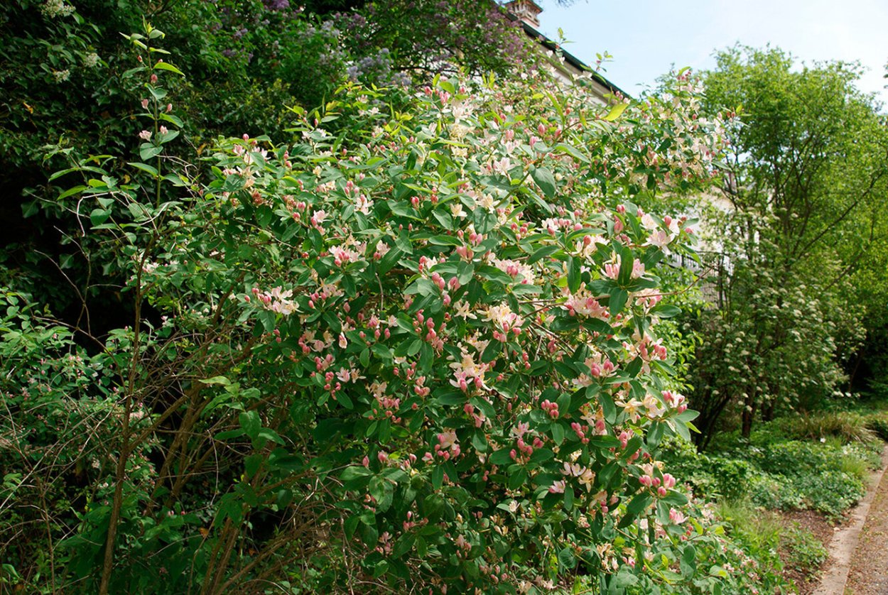Жимолость каприфоль Живая изгородь